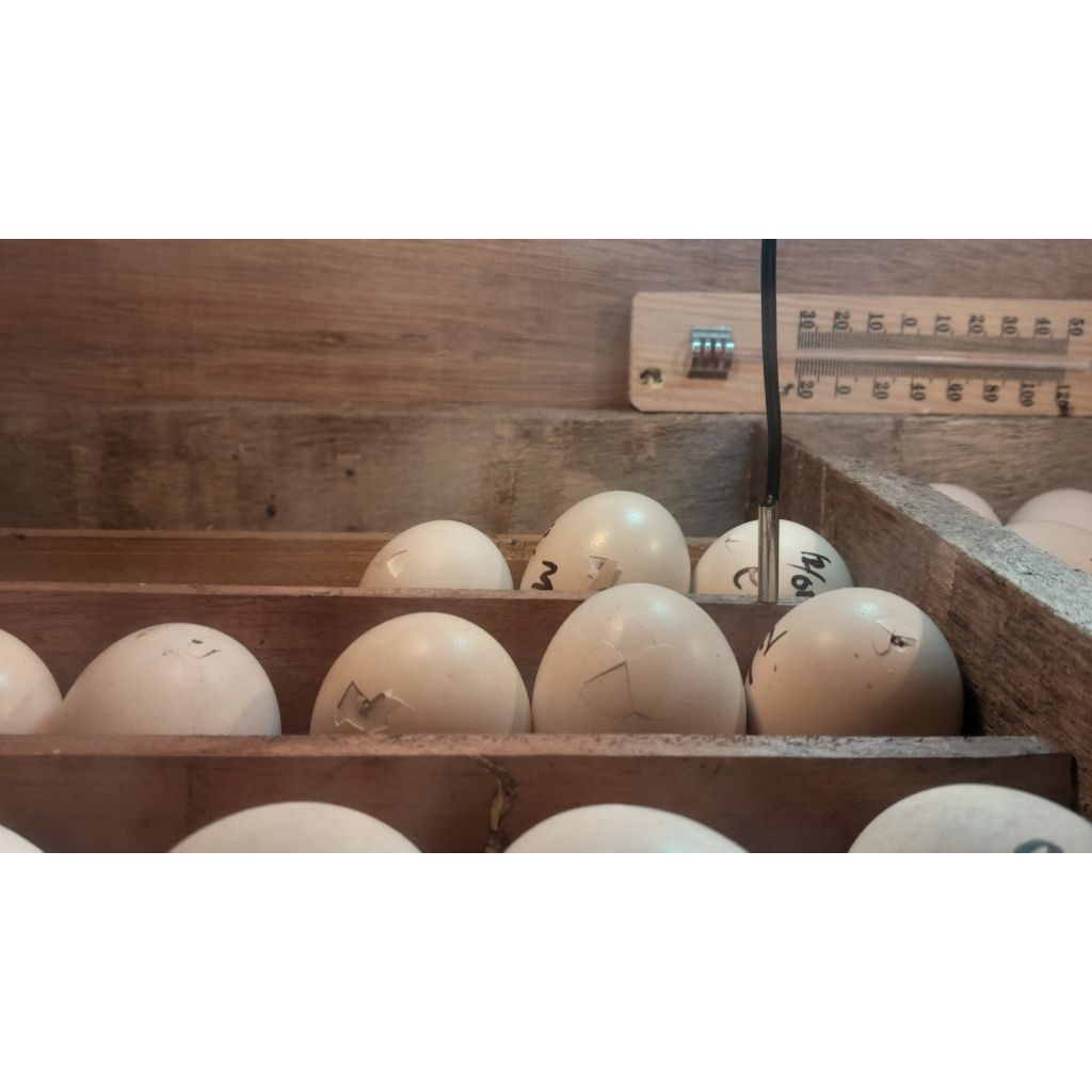 telur fertil ayam elba