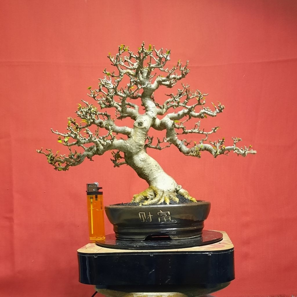 bonsai anput anting putri realpict