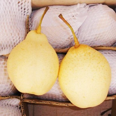 Buah Pear / Pir Yalie per kilogram - Sayur Pawon Jogja