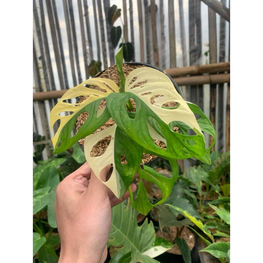 monstera acuminata varigata putih