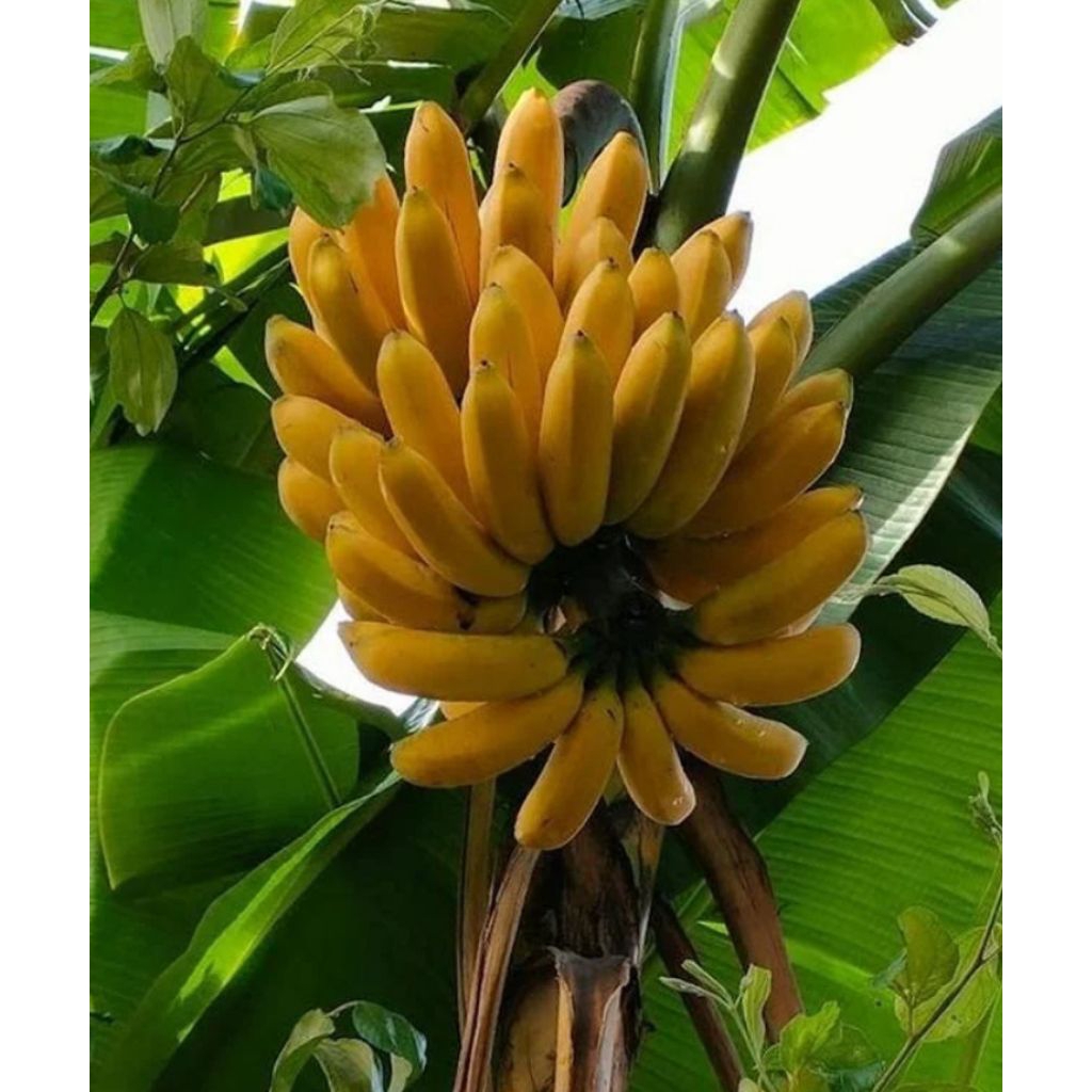 BIBIT PISANG SUPER UNGGUL PISANG RAJA