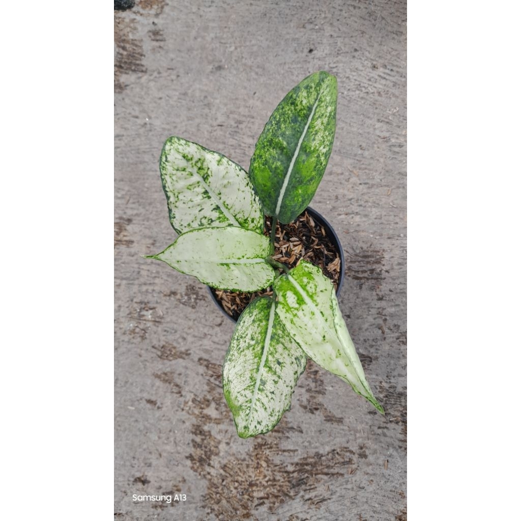 Aglonema Yellow Crown (Size Remaja Daun 5) (1)