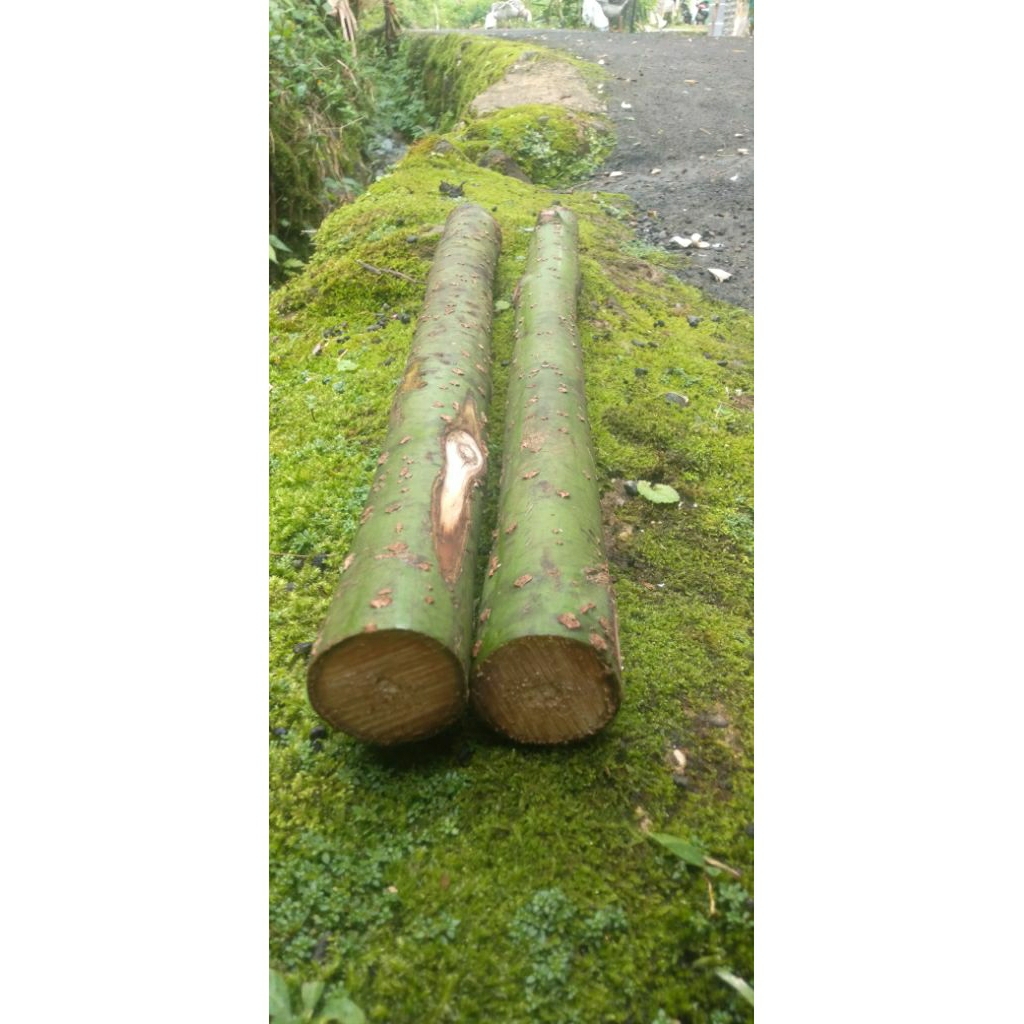 Stik kayu lemo anti ular 40 cm