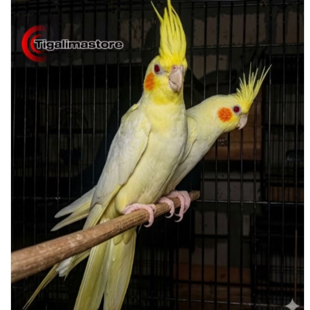 BURUNG FALK PARKIT AUSTRALI LUTINO MM SEPASANG