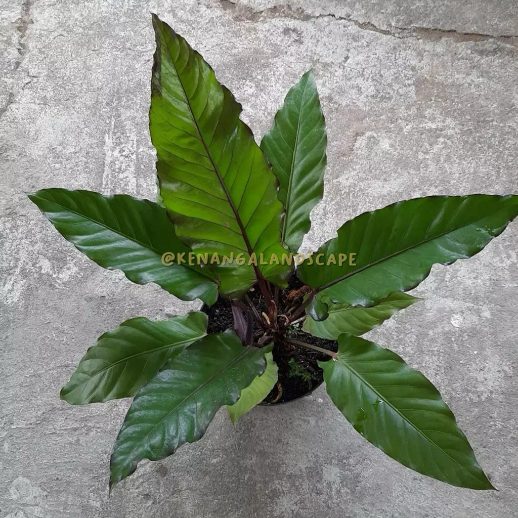 Anthurium black beauty | Tanaman antorium black beauty | Anthurium hookeri black beauty