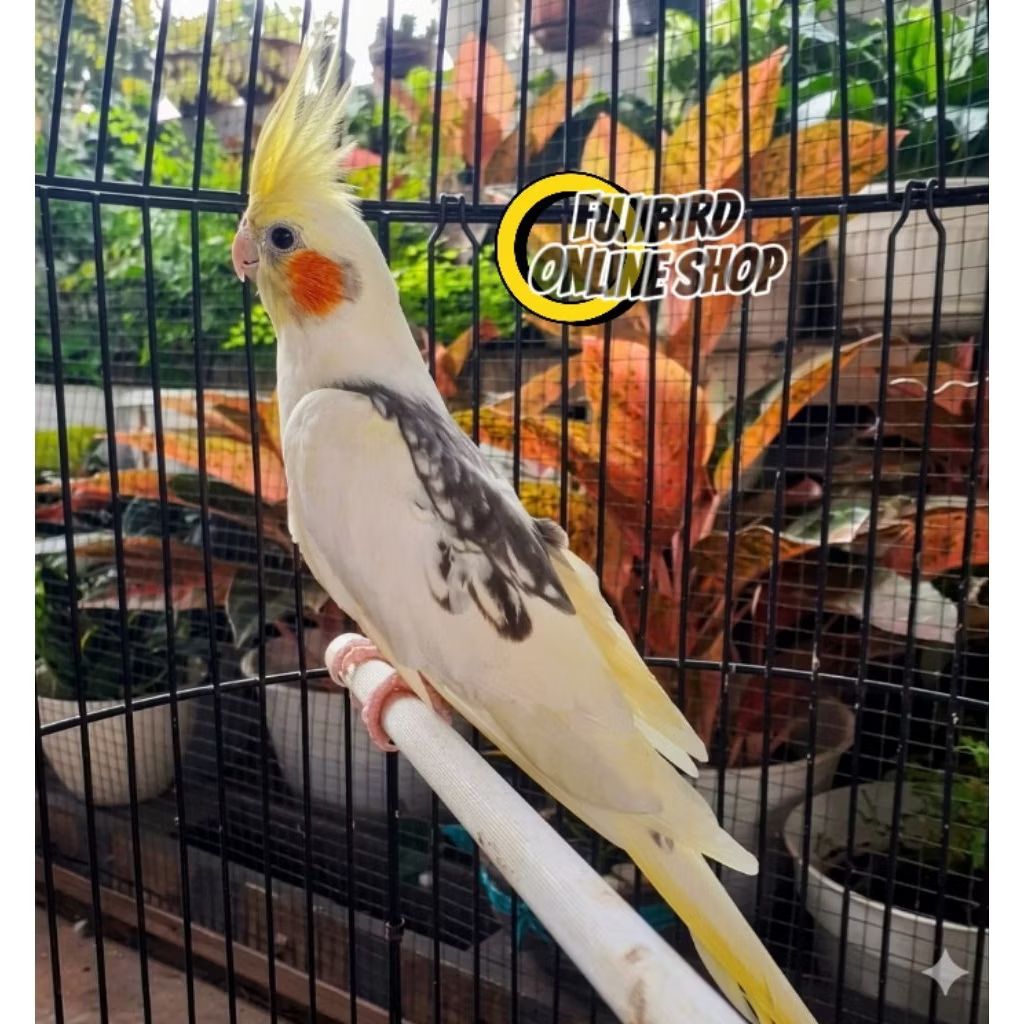 BURUNG FALK PARKIT AUSTRALI WARNA BON CERAH