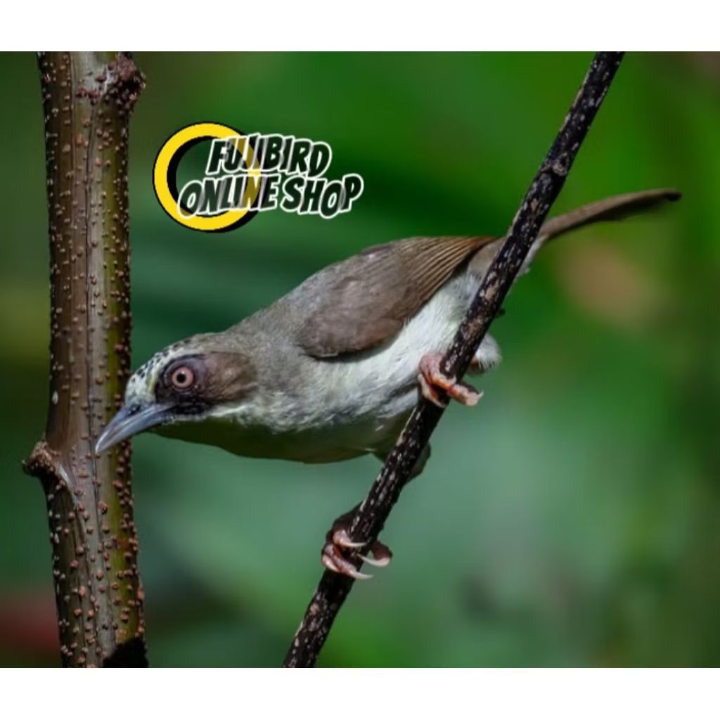 BURUNG OPYOR PARUH TEBAL JANTAN PILIHAN