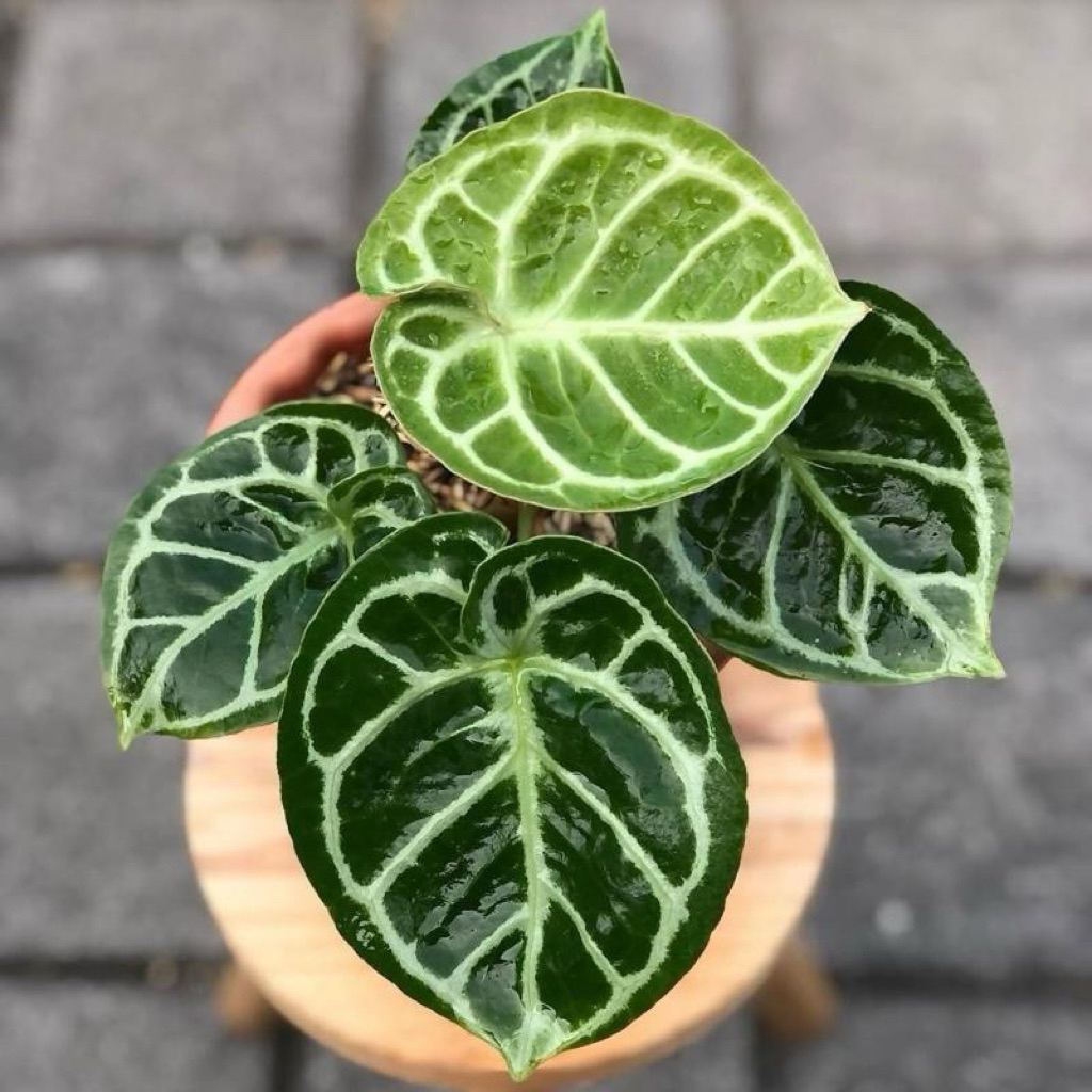 Kuping gajah dorayaki | Tanaman kuping gajah dorayaki | Anthurium dorayaki