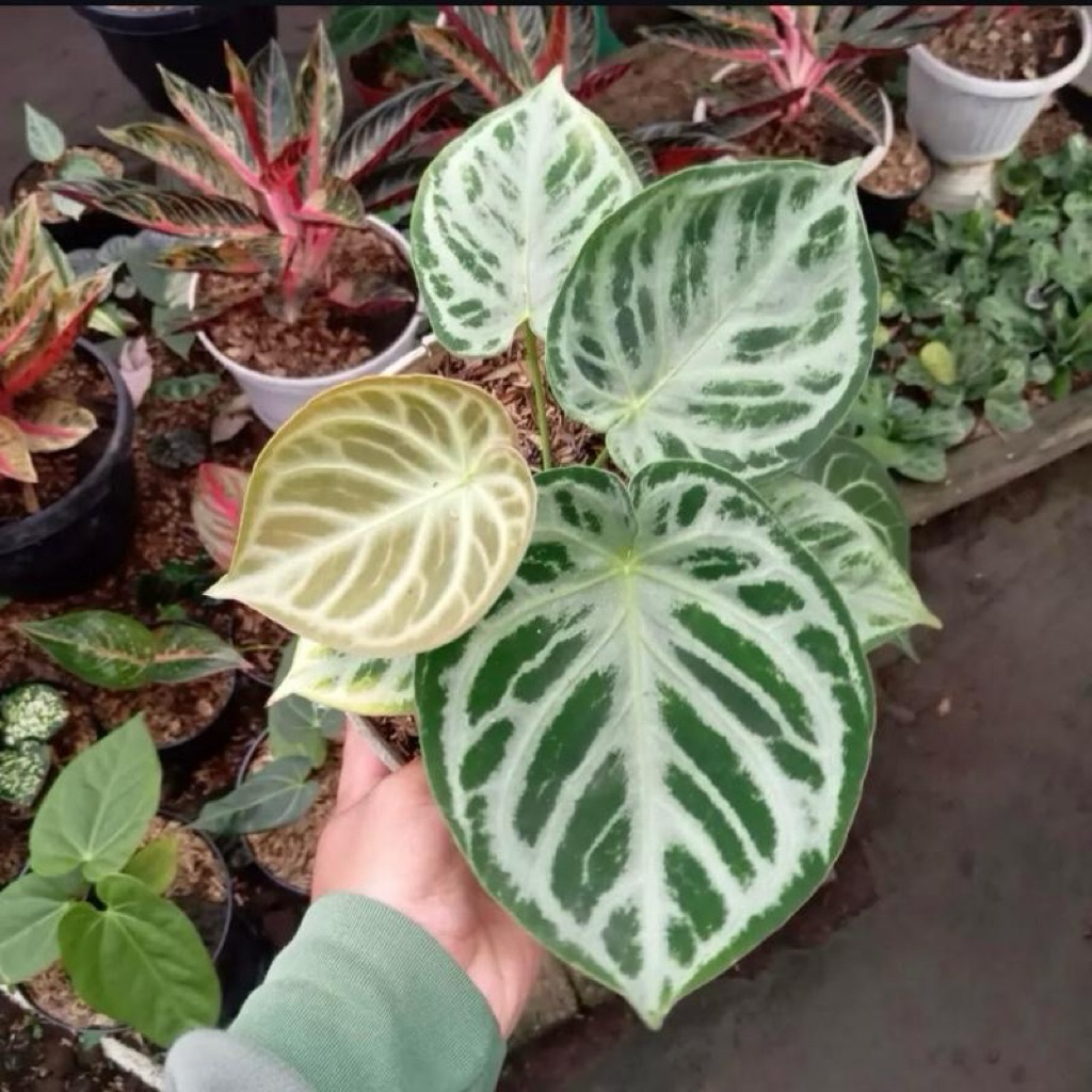 Kuping gajah dorayaki silver | Tanaman kuping gajah dorayaki silver | Anthurium dorayaki silver blus