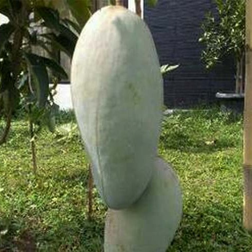 Bibit / Pohon Mangga Kiojay Okulasi Cepat Berbuah