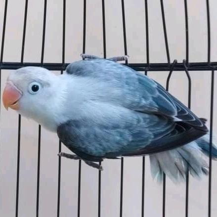 LOVEBIRD BIOLA EWING BLUE PER EKOR JAMINAN SEHAT USIA 5-7 BULAN