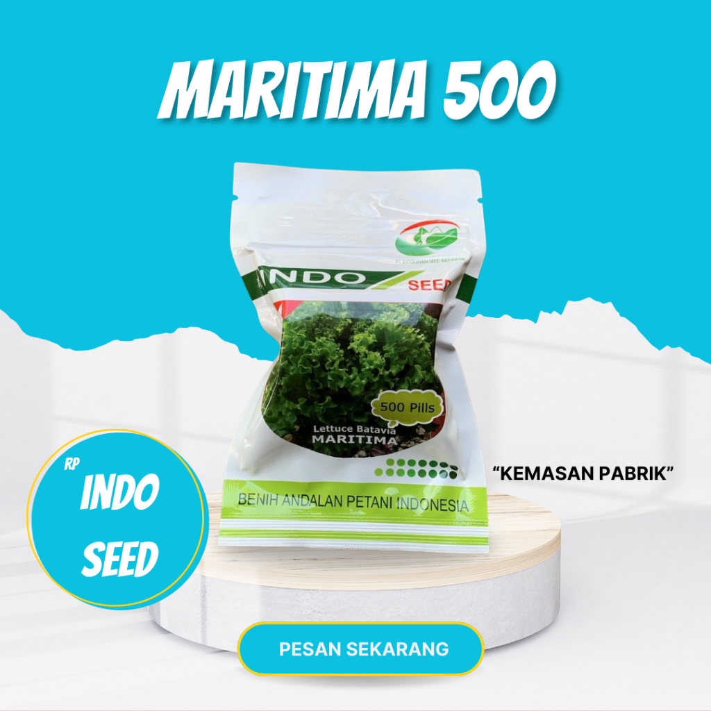 benih selada batavia maritima  indo seed enza zaden 500 Pils