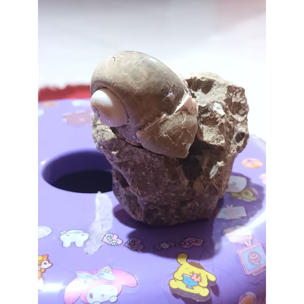 Batu Fosil Keong Tapa, Nempel Tritip Rare-Gastropoda-Original 100% Alami