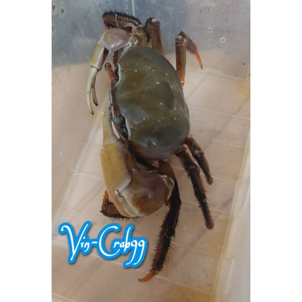 Kepiting Hias Tawar Cardisoma Super Jumbo Uk. 8/9 cm