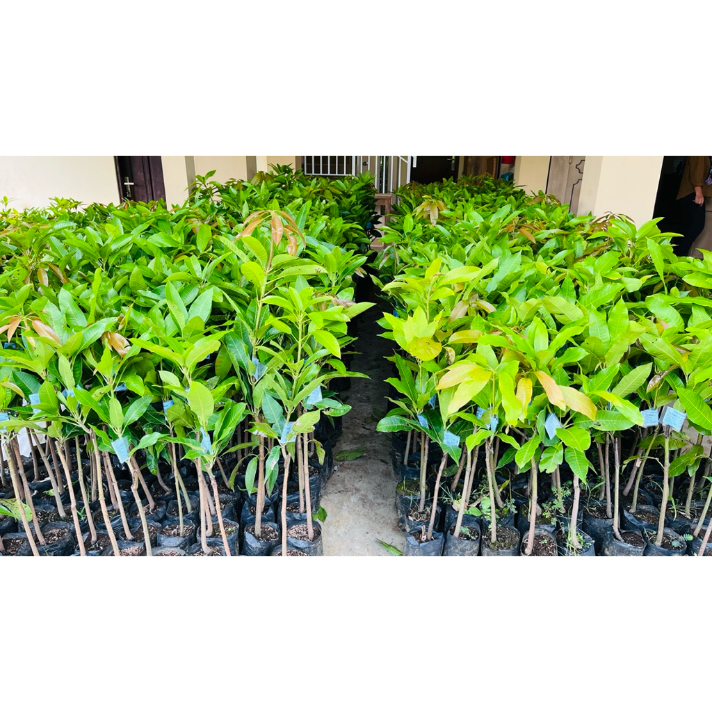 Bibit Mangga Lalijiwo Berlabel dan Bersertifikat, Bibit Mangga Lalijiwo Mitra Bibit Purworejo