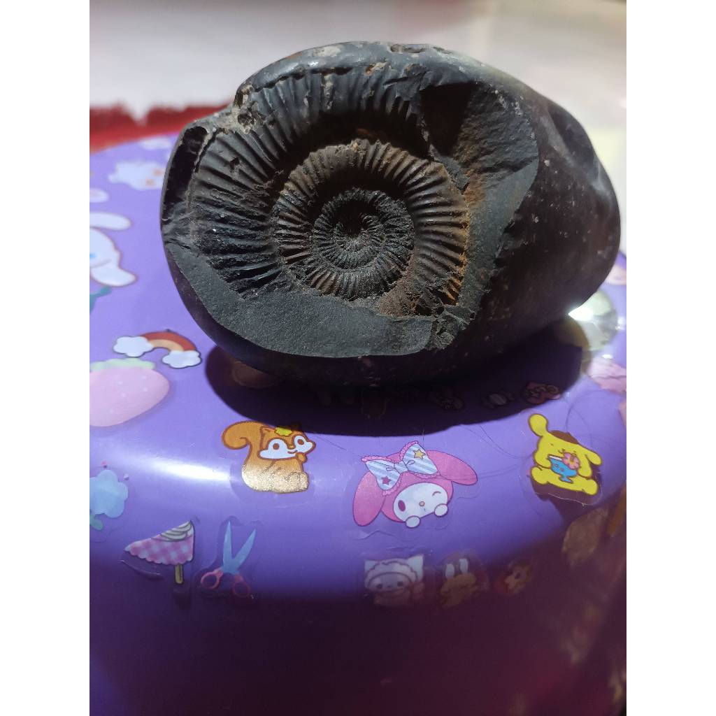 Batu Fosil Ammonite-Original 100% Alami