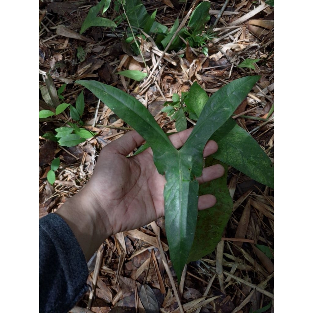 paket bonggol alocasia wongi/denudata