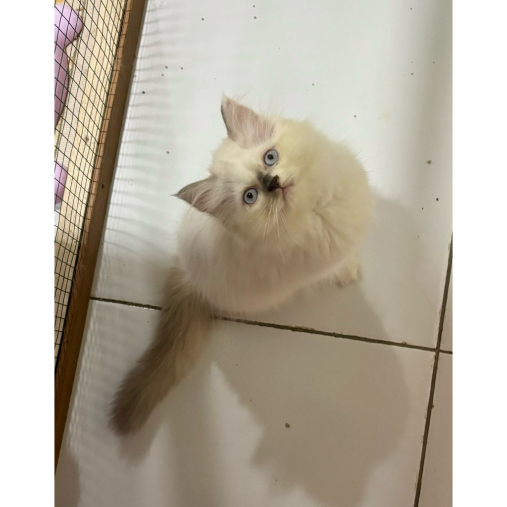kitten ragdoll betina