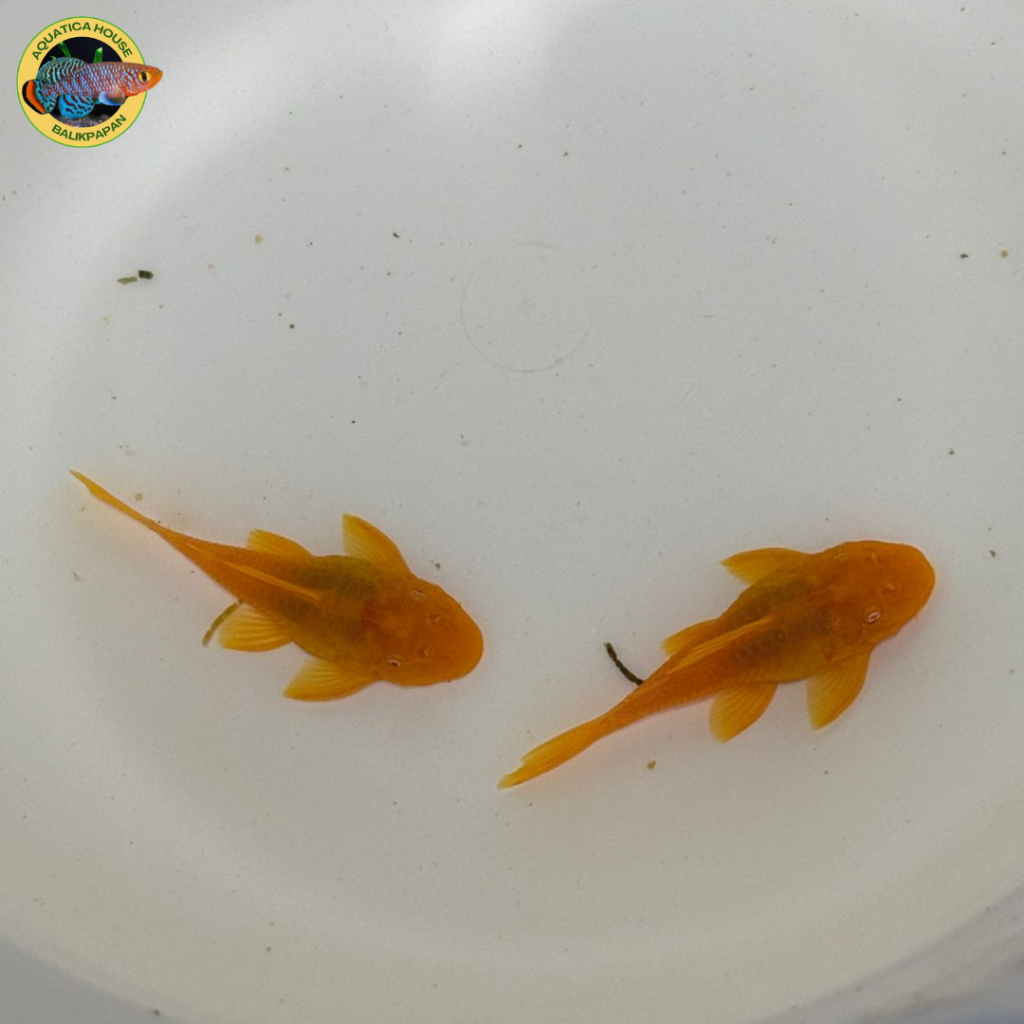 Brushmouth Pleco L144  3cm