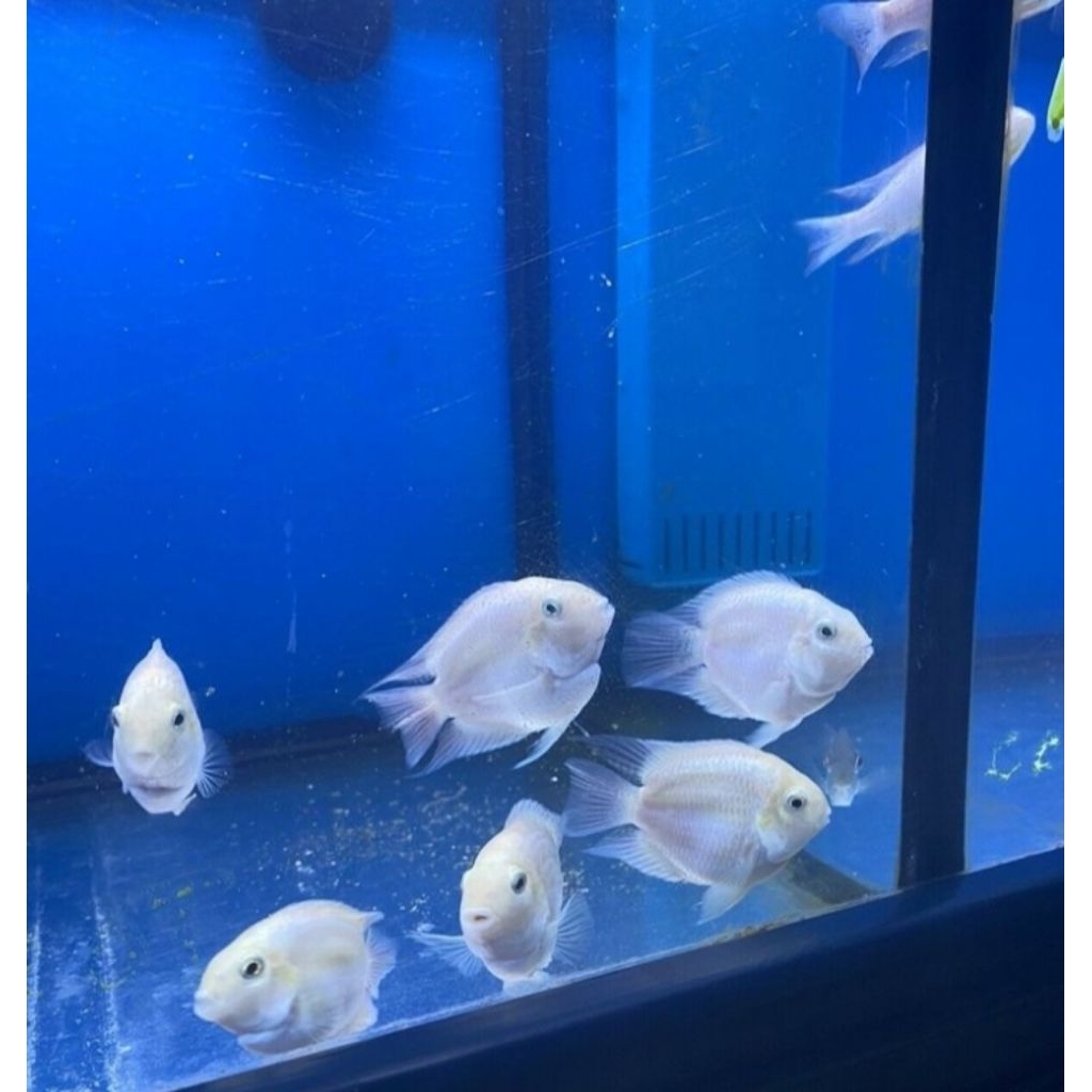 White Polar Fish