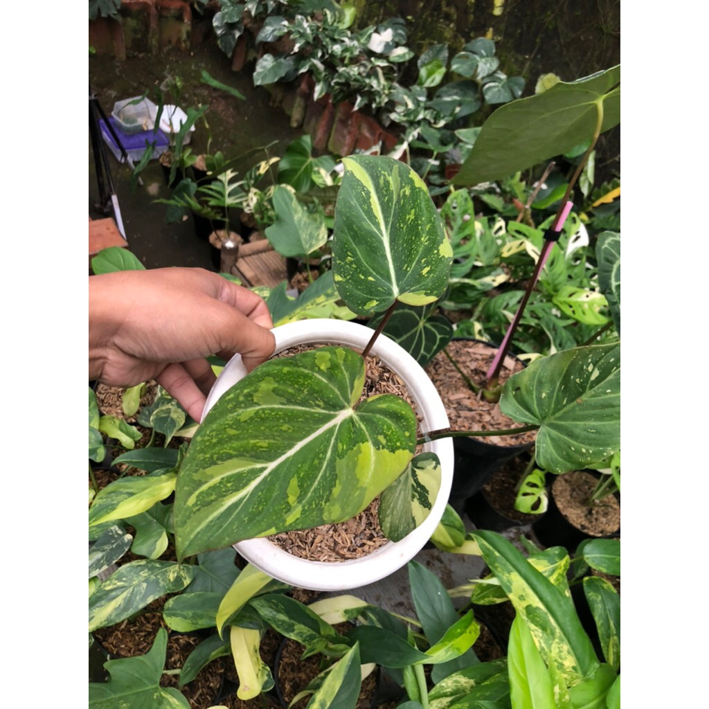 Tanaman Hias Philodendron Gloriosum Variegata Three colouro
