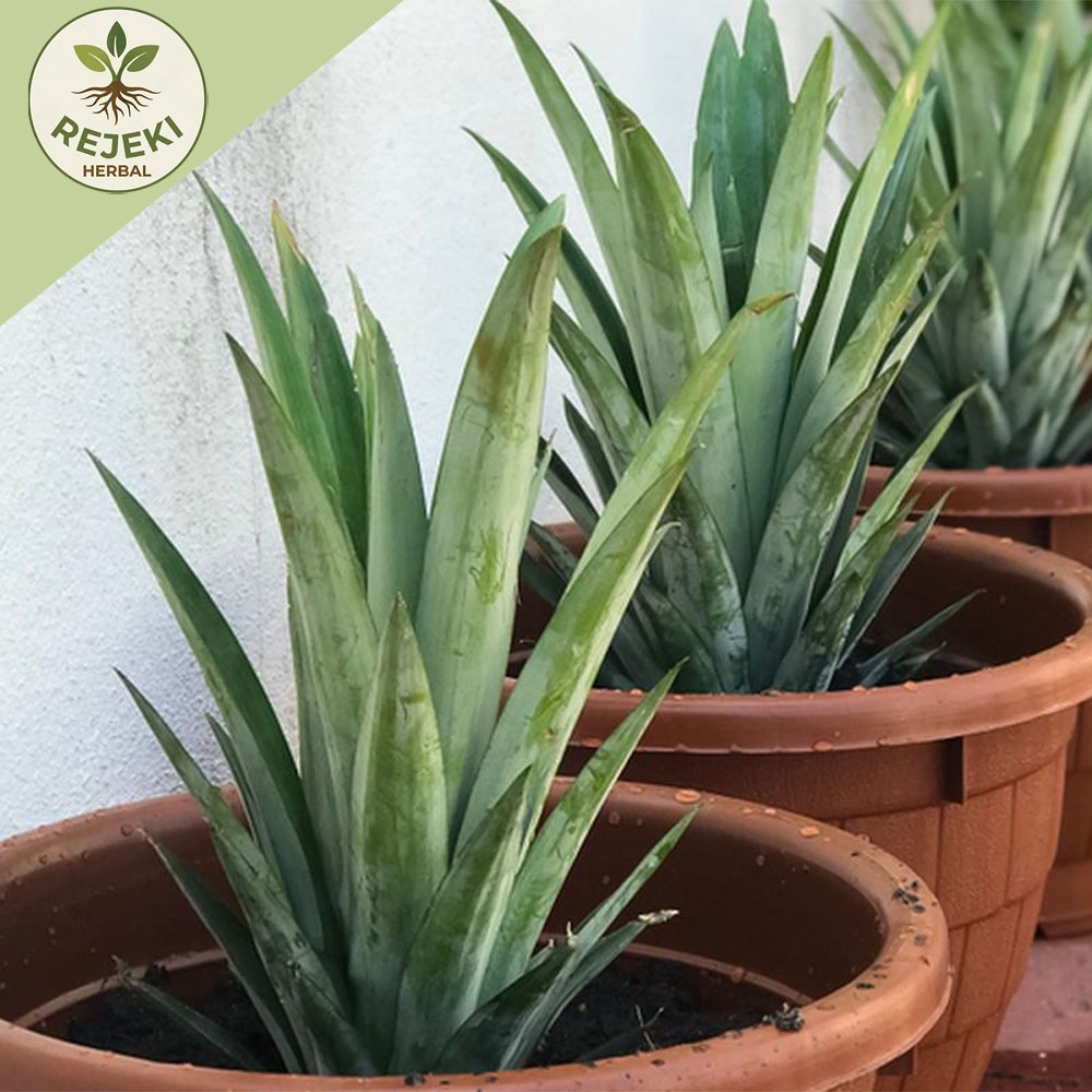 Bibit nanas madu Subang || MD2|| tunas