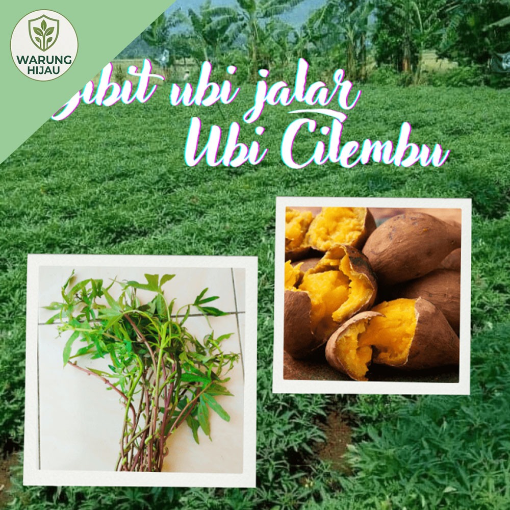 paket 15 Bibit Ubi Cilembu / Bibit Stek Ubi Cilembu