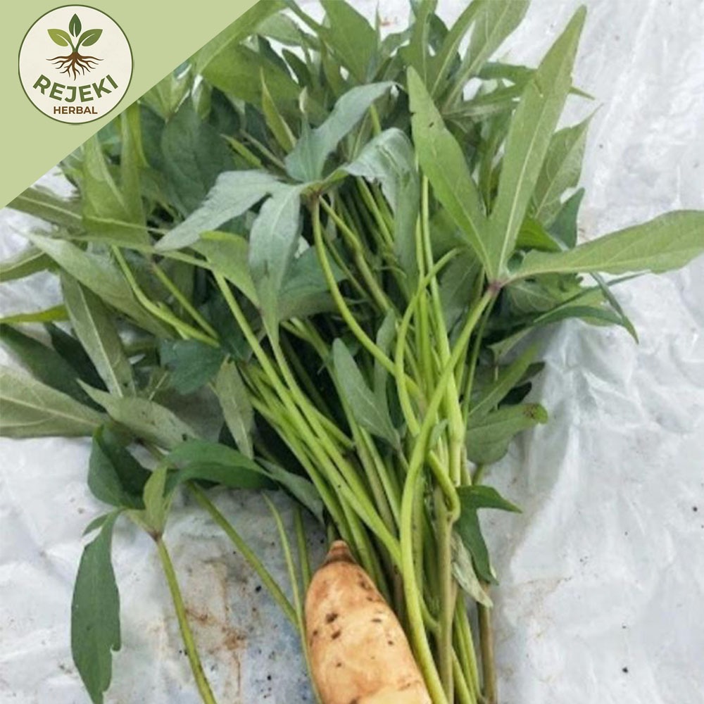 paket 25 Bibit Ubi Cilembu / Bibit Stek Ubi Cilembu