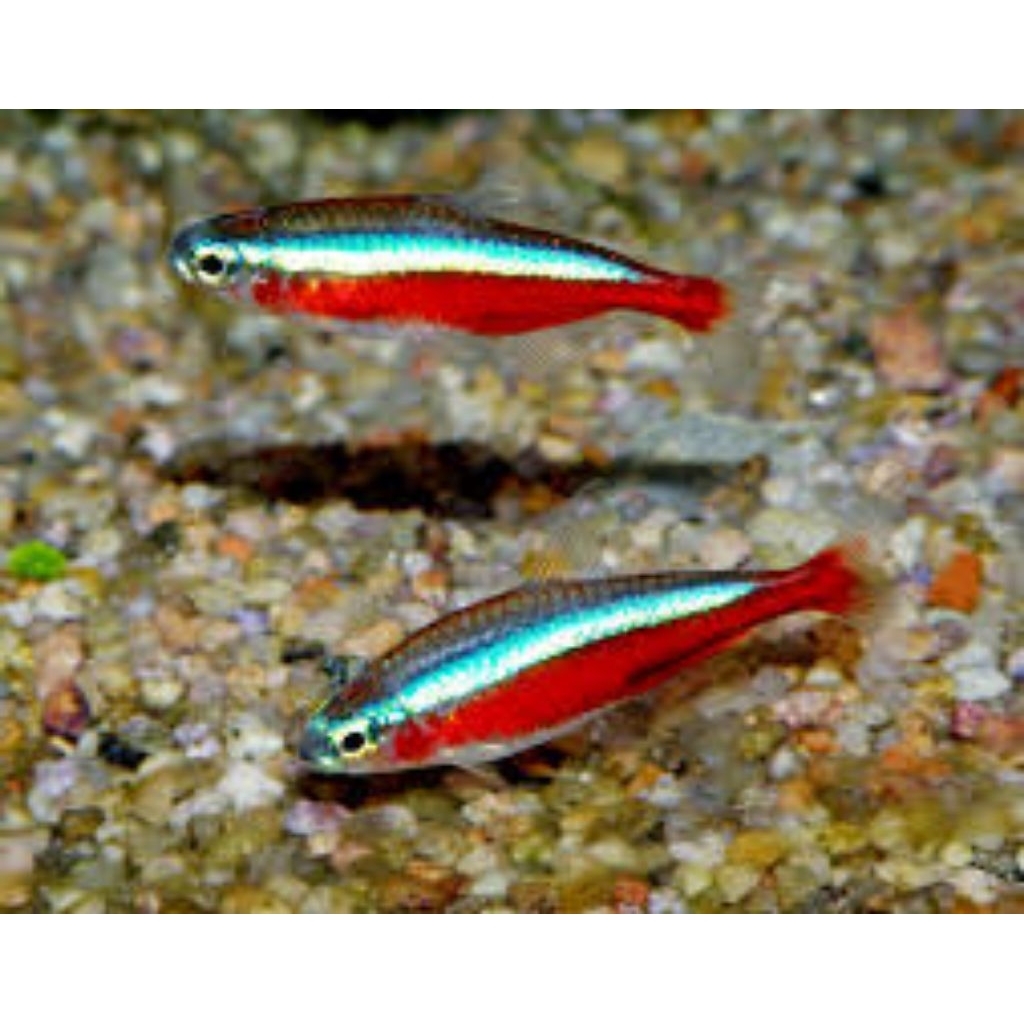 mainan cardinal Tetra/ neon Tetra indukan