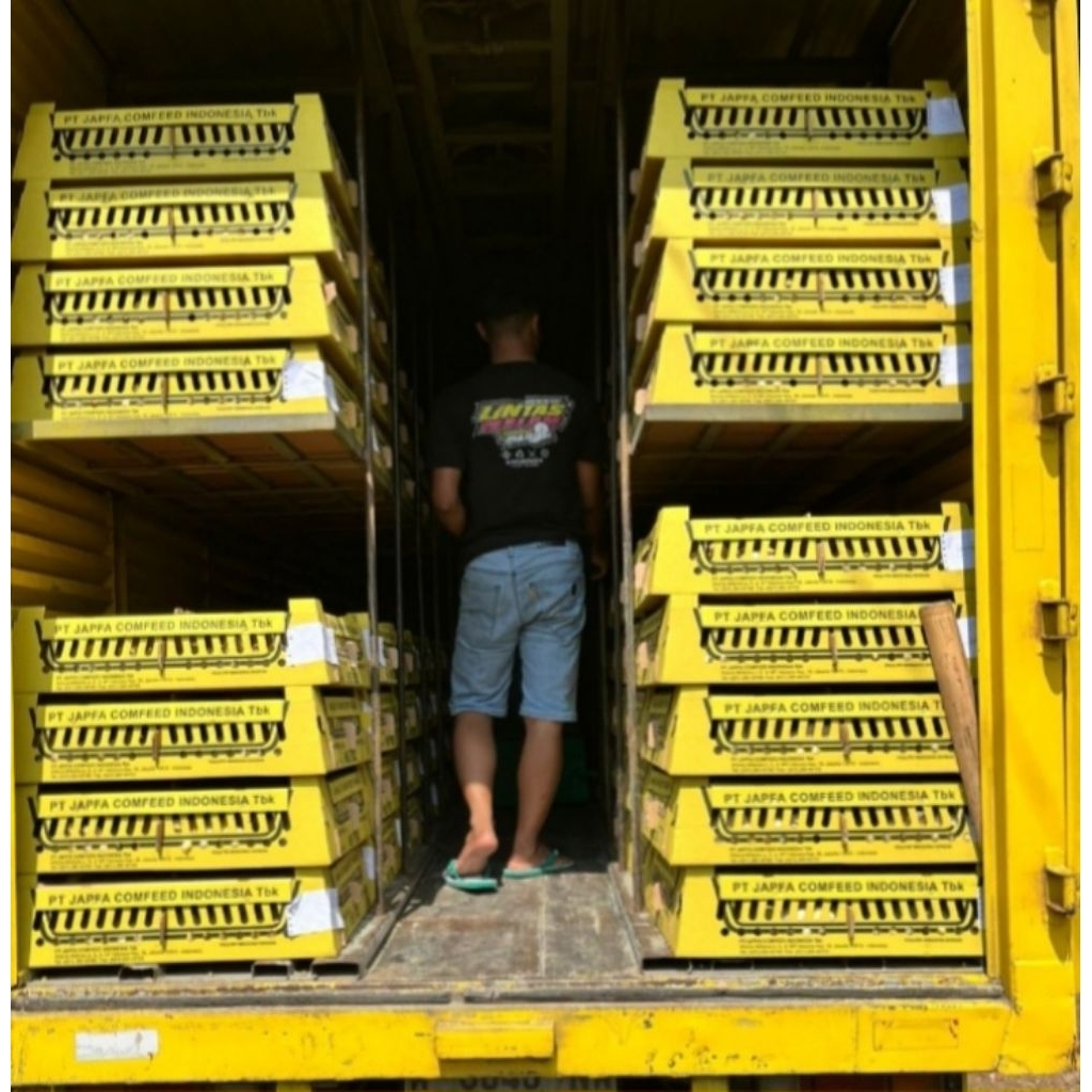 Bibit ayam  Pejantan Niaga