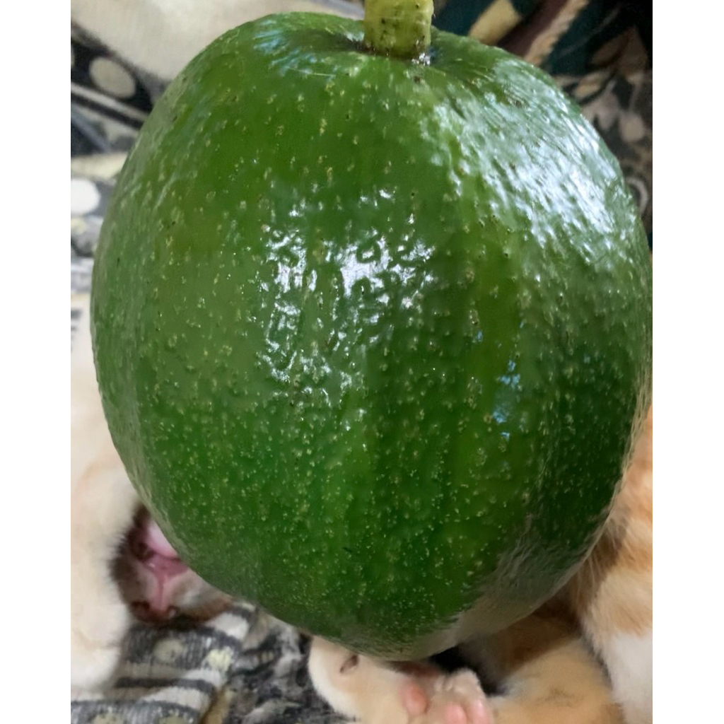 Alpukat mentega MARKUS Premium. 1 kg (1-3 buah)