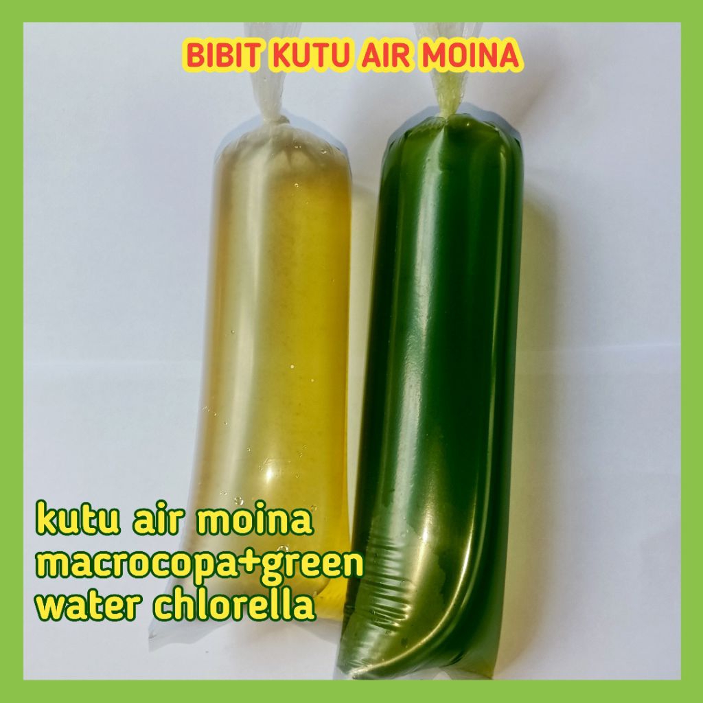 Paket Starter Bibit Kutu Air Moina Macrocopa Dan Green Water Chlorella