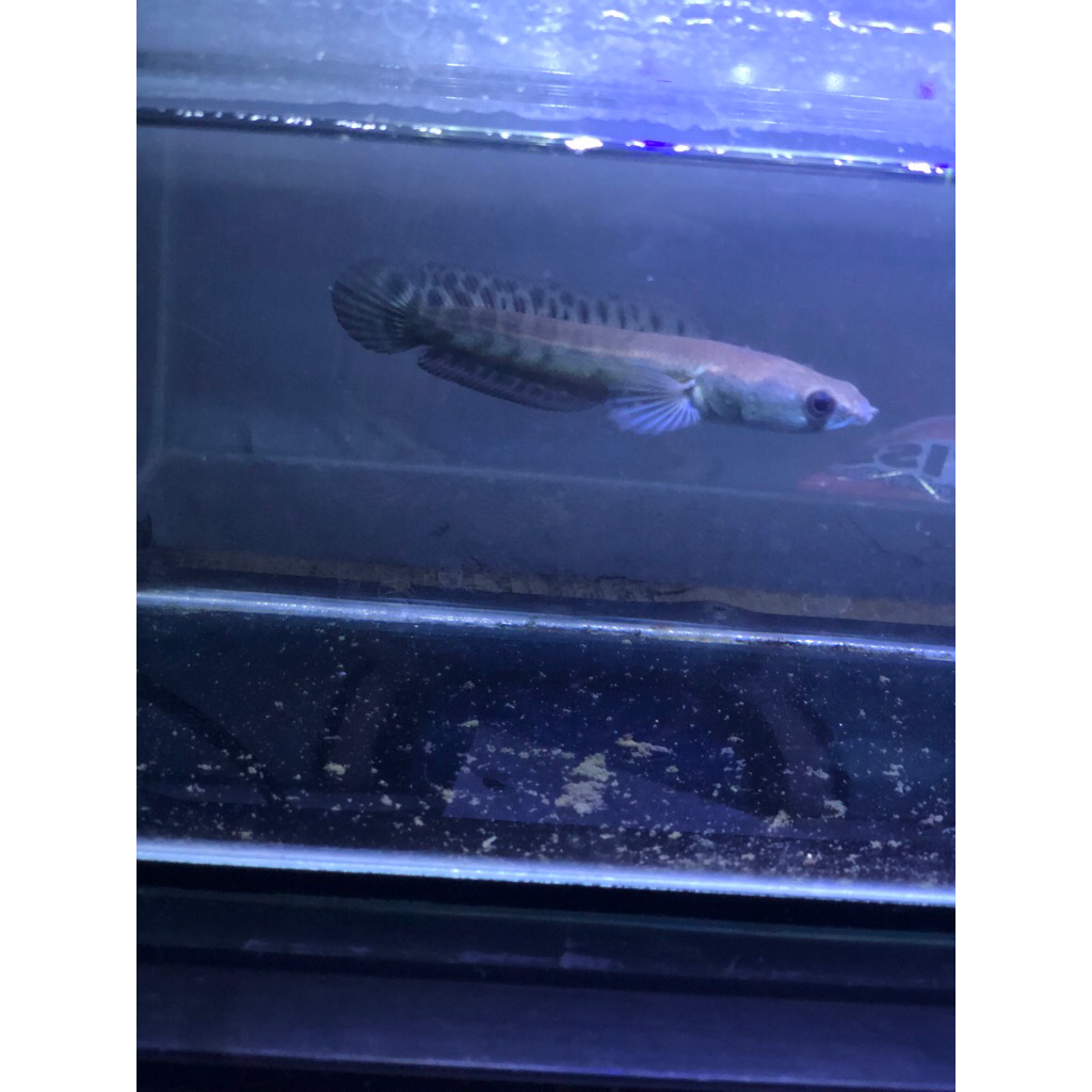 Ikan Channa Yellow Sentarum Asli Kualitas Terbaik