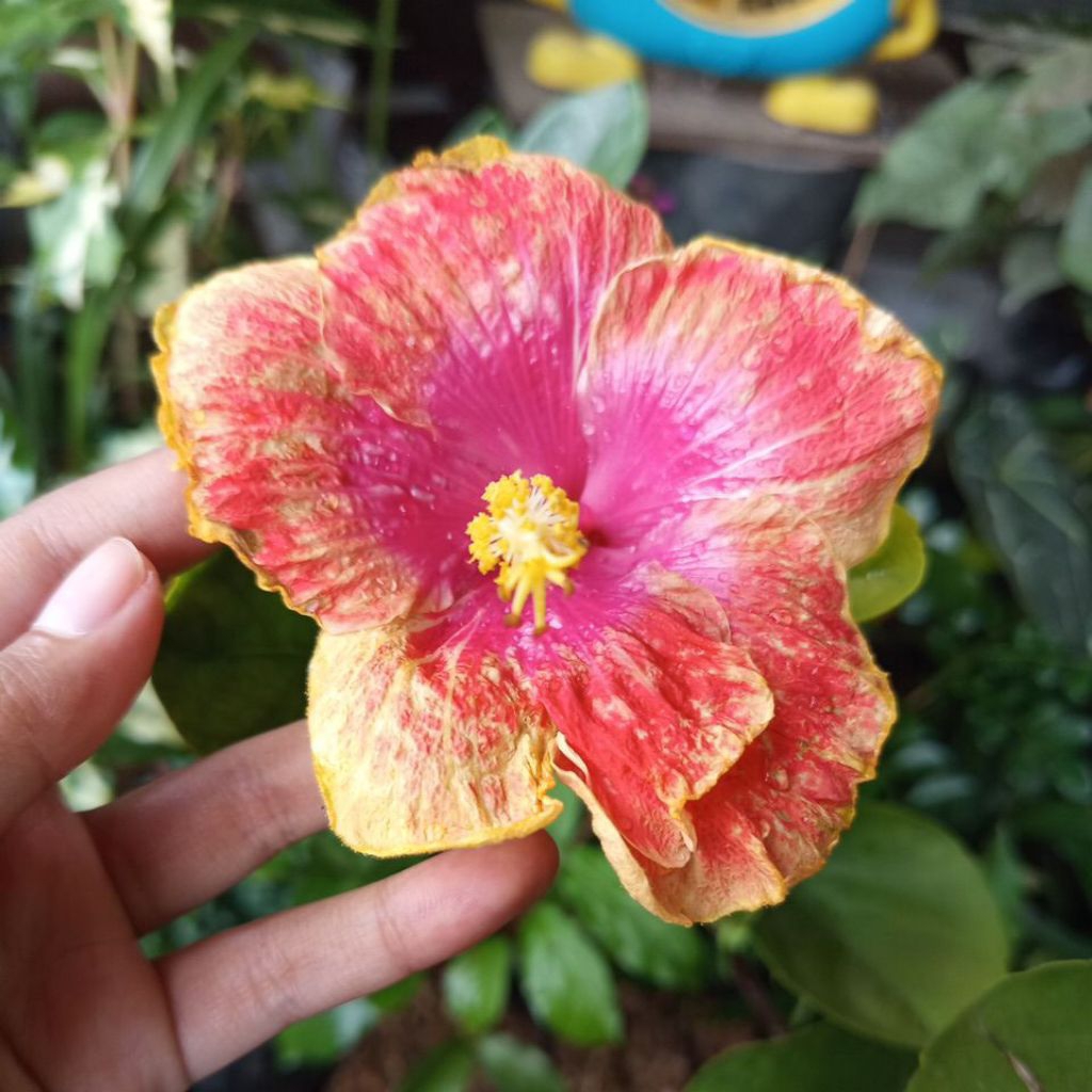 bunga sepatu bangkok