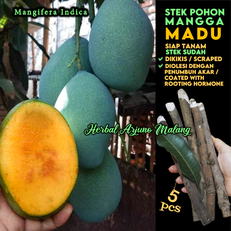 Mangga Madu Stek Batang Tanaman Pohon Buah Pelem Mampelam Simanalagi Probolinggo Mudah Ce[at Tumbuh 