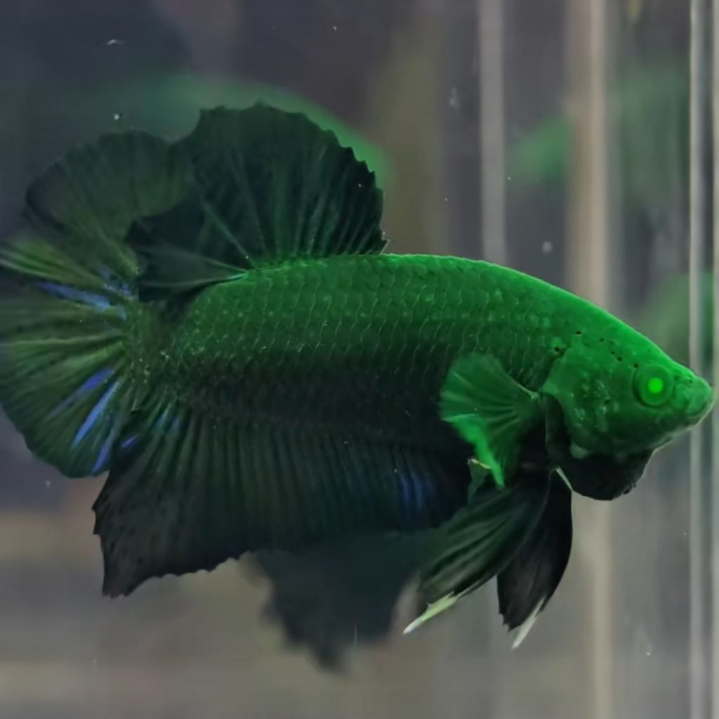 Cupang Avatar hulk mata hijau Hiasan aquarium