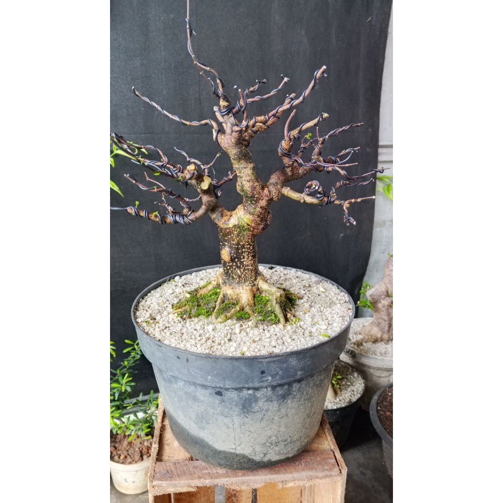bonsai cantik anting putri small