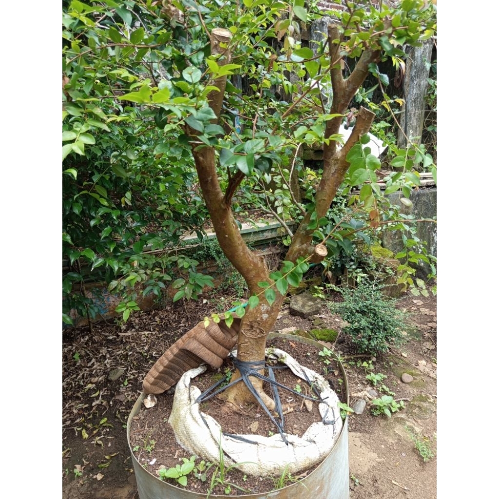 Bonsai dewandaru uk besar berkarakter sesuai foto sudah hidup