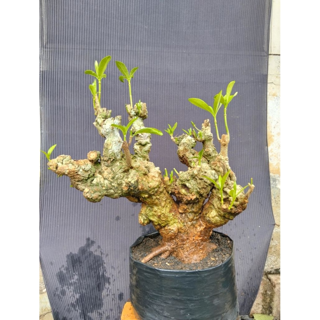 Bahan bonsai pohon Pule real pict