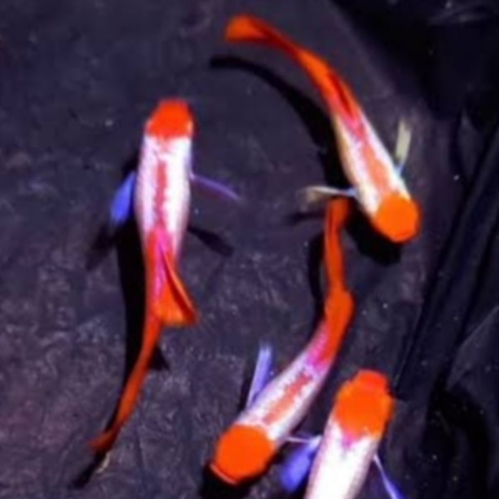 siap breeding guppy albino prtde