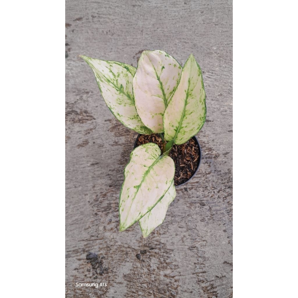 Aglonema Heng Heng White (Size Remaja Daun 5) (1)