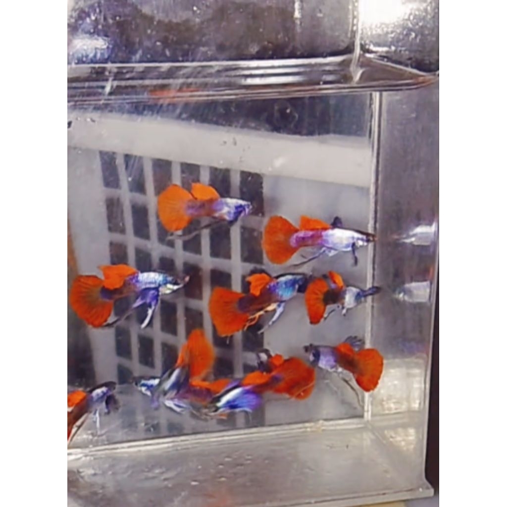 pembersih lantai prtde ribbon