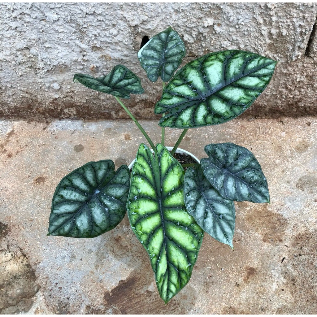 tanaman hias alocasia dragon scale-alocasia dragon scale