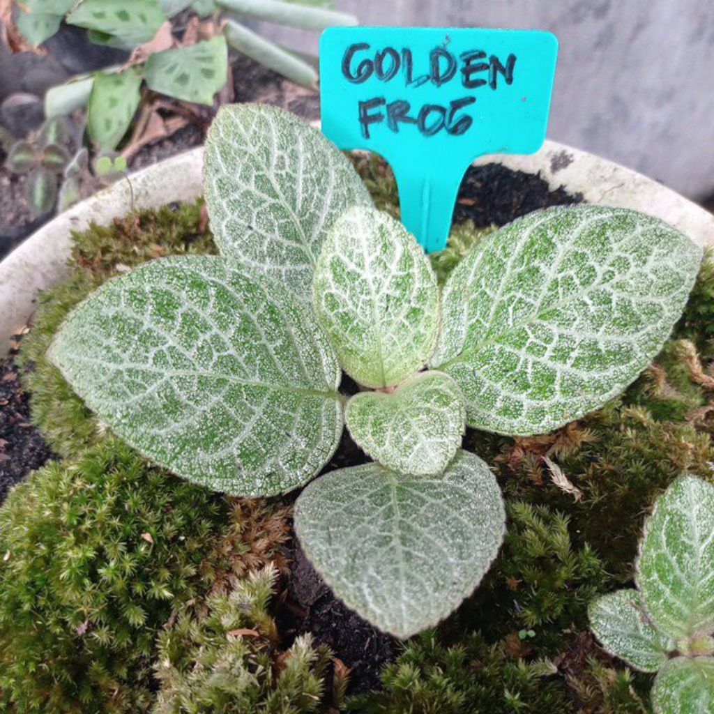 Episcia Golden frog bunga kuning