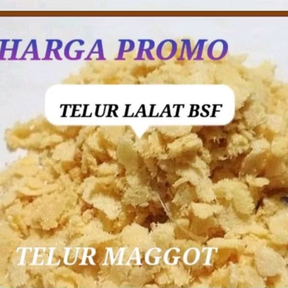 TELUR MAGGOT BSF/ TELUR LALAT BSF / TELUR LALAT BLACK SOLDIER