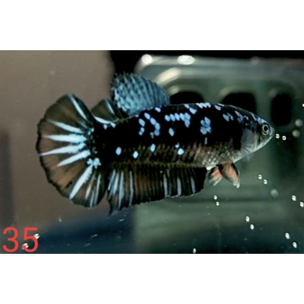 FEMALE PLAKAT AVATAR GORDON NEMO