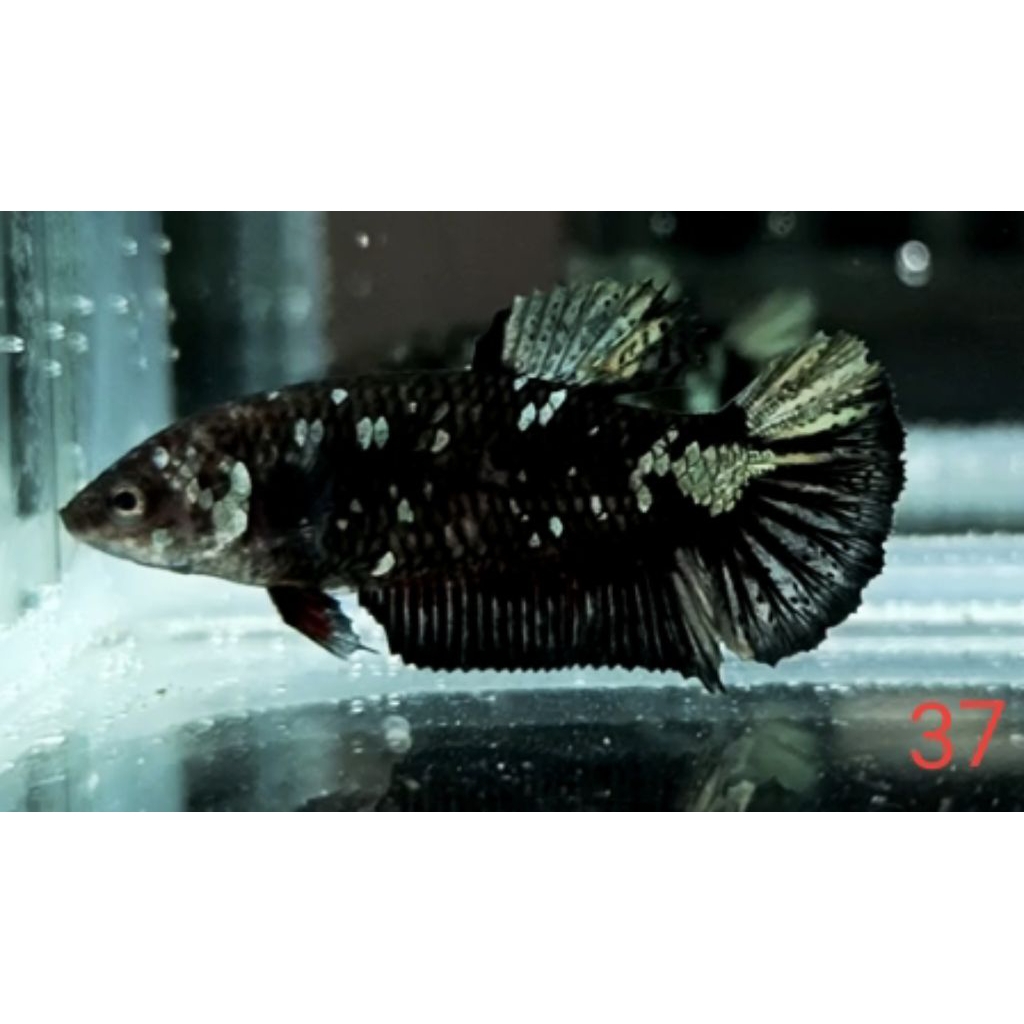 FEMALE PLAKAT AVATAR COOPER