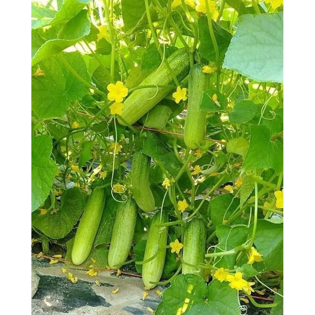 COD BIJI/BENIH MENTIMUN/TIMUN LALAP HIJAU ROKET CAP KAPAL TERBANG 25 biji