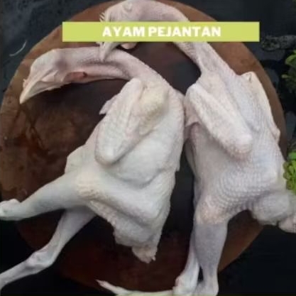 ayam jantan / ayam pejantan 1kg + ati ampela