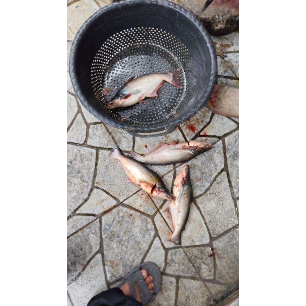 Ikan Patin Fresh
